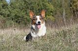 CORGI CARDIGAN 016
